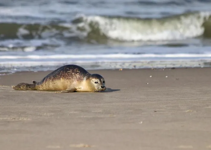 House Makai - Family House With Finnish Sauna, 2 Bathrooms And Only Minutes From The *